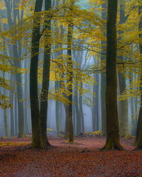 Trees in forest during autumn