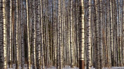 Full frame shot of trees in forest