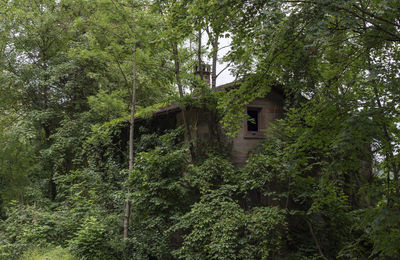 Low angle view of trees and plants in forest