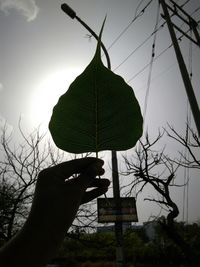 Low angle view of hand holding plant against sky