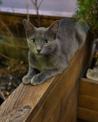 Close-up portrait of cat sitting on wood