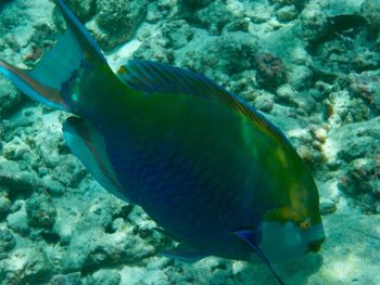 Close-up of fish in sea