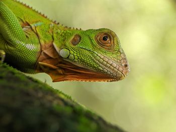 Close-up of iguana