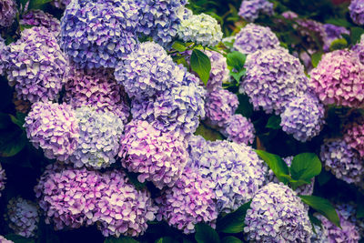 Close-up of purple hydrangea flowers