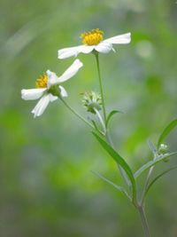 Close-up of white flowering plant