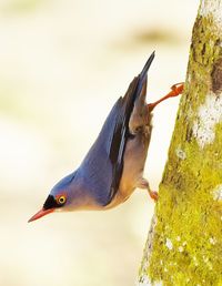 Close-up of bird perching on tree