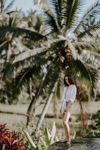 palm tree