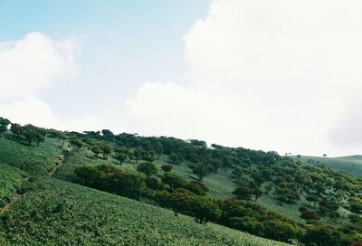 Low angle view of fresh green landscape against sky