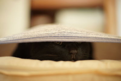 Black cat hiding between sheets