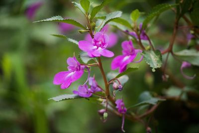 Close-up of pink flowering plant