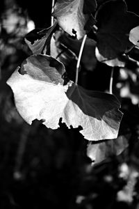 Close-up of leaves on plant