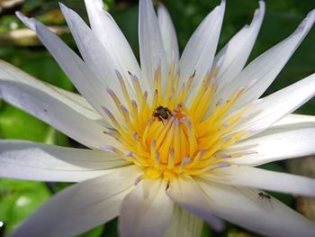 Close-up of insect pollinating flower