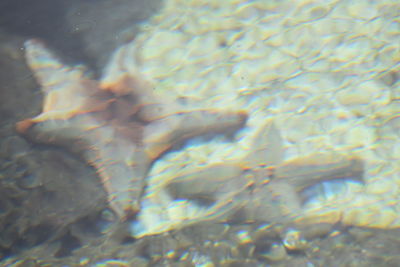 Jellyfish swimming in sea