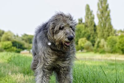 Portrait of dog on field