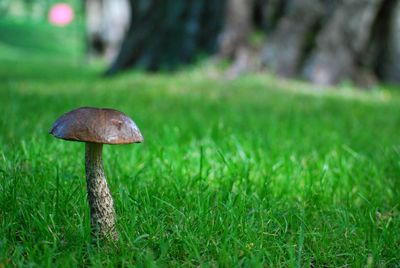 Close-up of mushroom