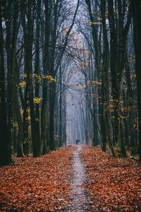 Trees in forest during autumn