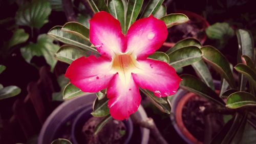 Close-up of pink orchid