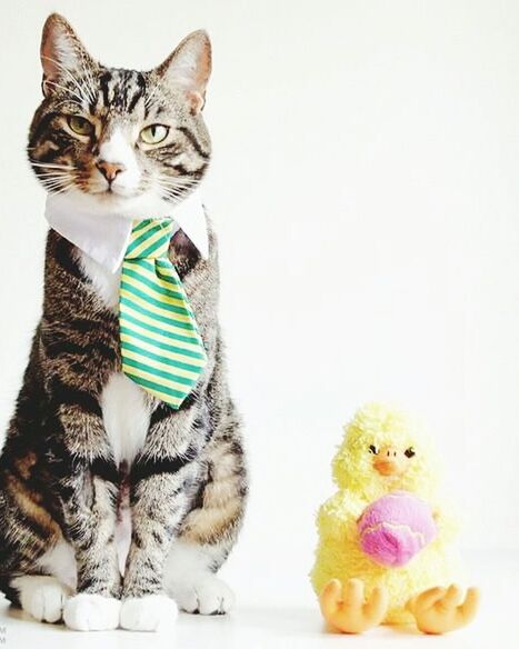 domestic animals, pets, animal themes, indoors, toy, stuffed toy, animal representation, studio shot, multi colored, mammal, white background, one animal, domestic cat, cat, still life, variation, looking at camera, portrait, no people, copy space