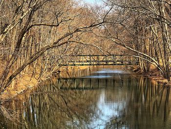 Reflection of bare trees in lake