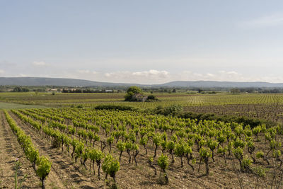 Scenic view of vineyard against sky