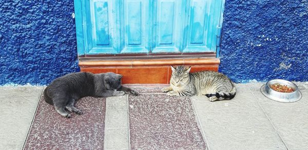 Cat lying on a door