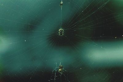 Close-up of spider on web