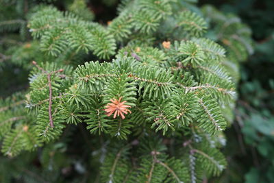 Close-up of  green pine tree with a yellow  brunch 