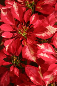 Full frame shot of red flowering plant