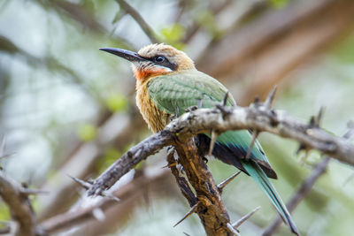 Close-up of bird perching on branch