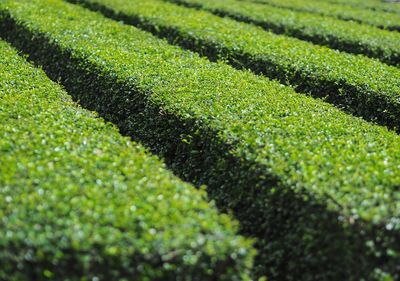 Full frame shot of green field