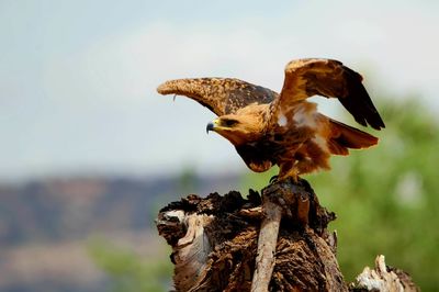 Close-up of owl perching on tree against sky