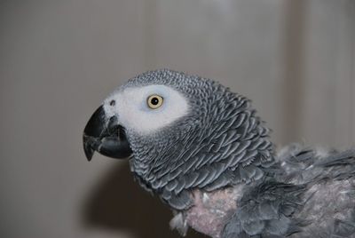 Close-up of a bird