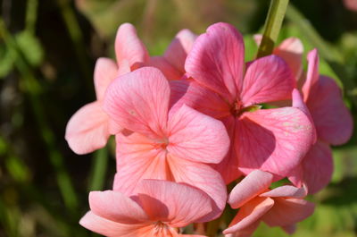 Close-up of pink flower