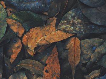 Full frame shot of autumn leaves