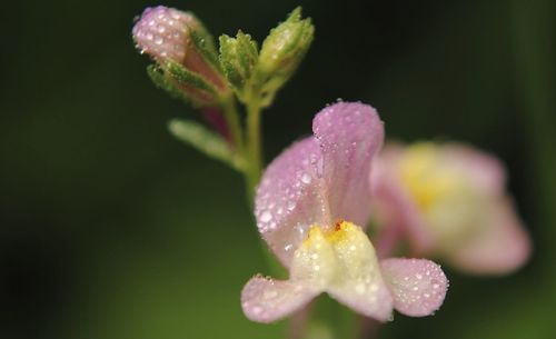 Close-up of raindrops on wet flower