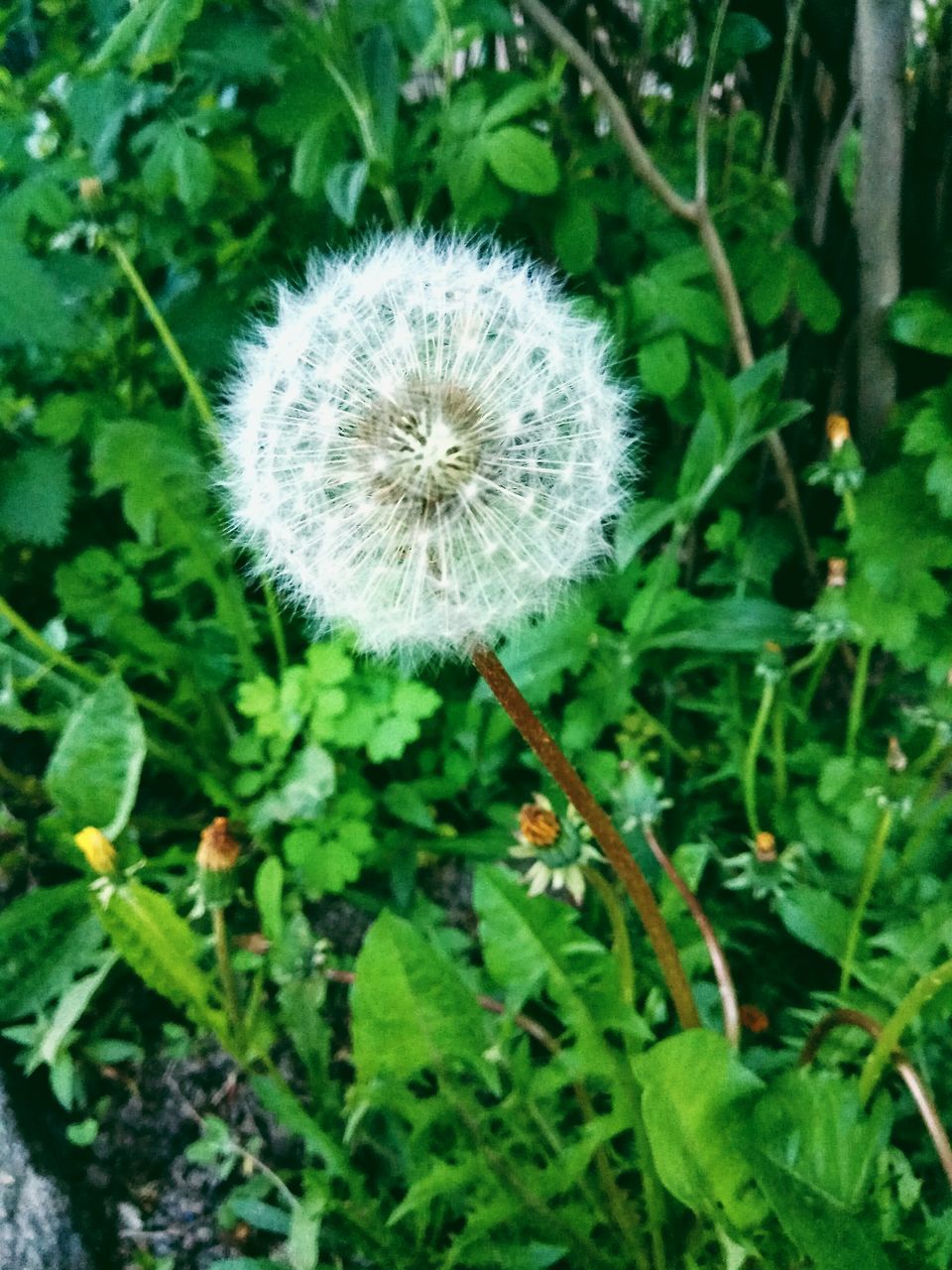 flower, dandelion, growth, nature, plant, fragility, uncultivated, delicate, softness, beauty in nature, flower head, freshness, blooming, poppy, outdoors, no people, close-up, day