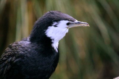 Close-up of bird