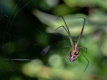 Close-up of spider on web