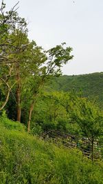 Scenic view of forest against clear sky