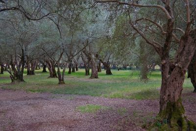 View of trees in forest