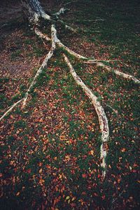 High angle view of trees growing on field during autumn