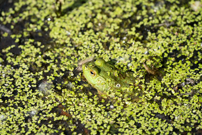 Close-up of a frog in lily pads on a sunny day 