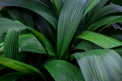 Full frame shot of palm leaves