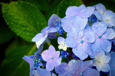 Close-up of purple flowers blooming outdoors