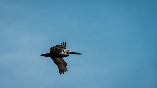 Low angle view of bird flying against clear blue sky