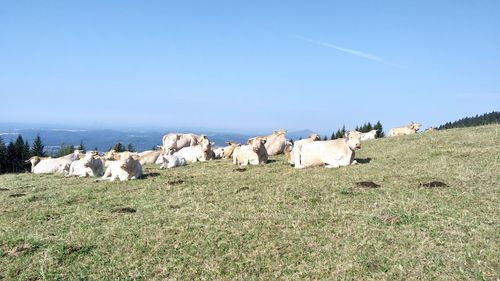 View of cows on field against sky