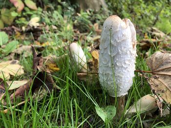 Close-up of mushrooms growing on field