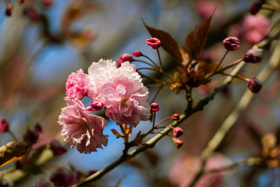 Close-up of pink cherry blossoms in spring