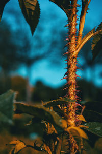 Close-up of tree trunk during autumn