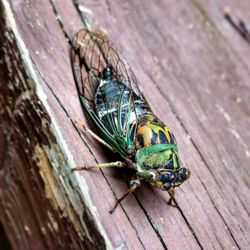 High angle view of insect on wood